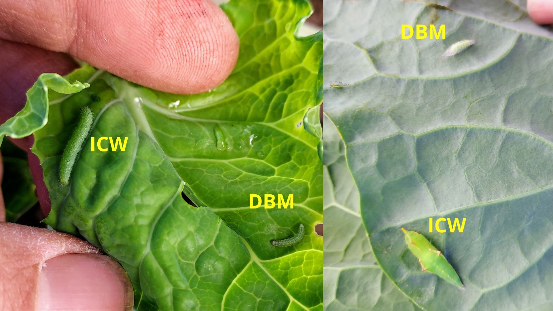 Cabbage worm and Diamondback moth on leaf.